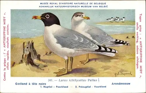 Künstler Ak Dupond, Hub., Larus ichtyaetus, Fischmöwe