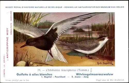 Künstler Ak Dupond, Hub., Chlidonias leucopterus, Weißflügelseeschwalbe