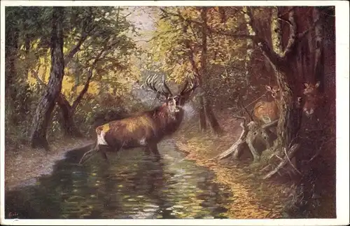 Ak Brünftiger Hirsch im Wald
