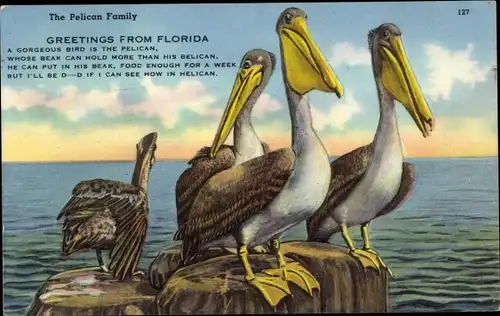 Ak Florida USA, Pelican Family, Pelikan