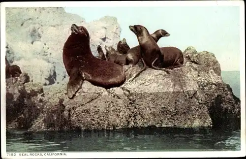 Ak Kalifornien USA, Seal Rocks, Seehunde, Robben