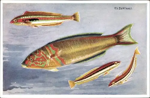 Künstler Ak Bertault, Musee Oceanographique de Monaco, Julis vulgaris, pavo, Giofredi, Fische
