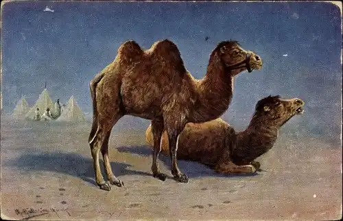 Künstler Ak Müller, M. jun., Kamele in der Wüste