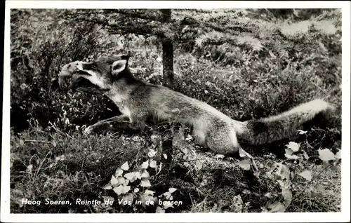 Ak Fuchs auf einer Wiese