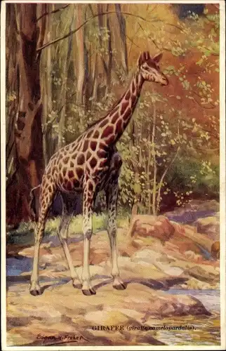 Künstler Ak Fisher, Giraffe, Landschaft