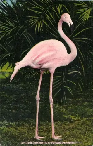 Ak Flamingo vor Palmen