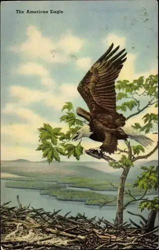 Ak American Eagle, Adler, Horst