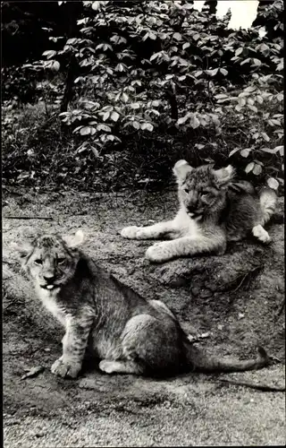 Ak Arnhem Gelderland Niederlande, Safaripark, Löwen, Jungtiere