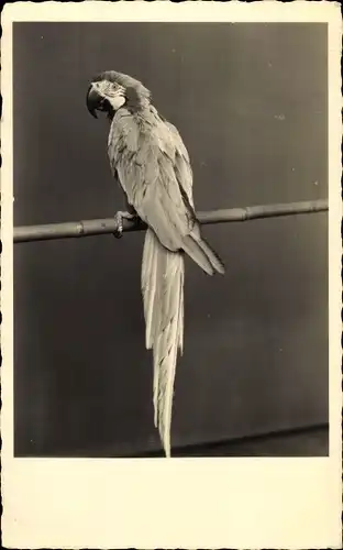 Ak Papagei auf einer Stange