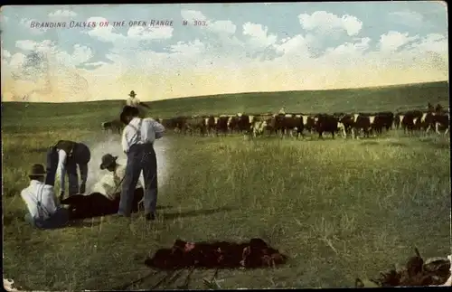 Ak USA, Branding calves on the open range