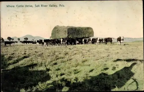 Ak Salt River Valley Arizona USA, Where cattle thrive