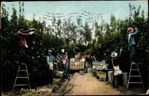 Ak USA, Picking Lemons, Zitronenernte