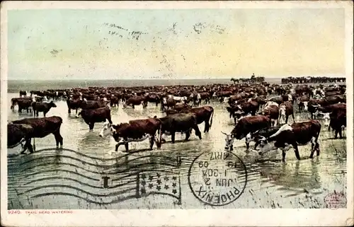 Ak USA, Trail Herd Watering, Rinder im Wasser