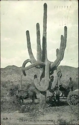 Ak Arizona USA, Giant Cactus, Kaktus