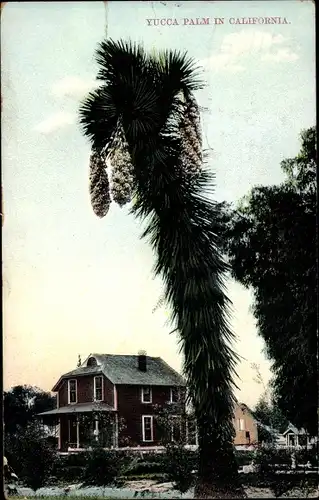 Ak Kalifornien USA, Yucca Palm