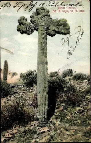 Ak USA, Giant Cactus, Kakteen