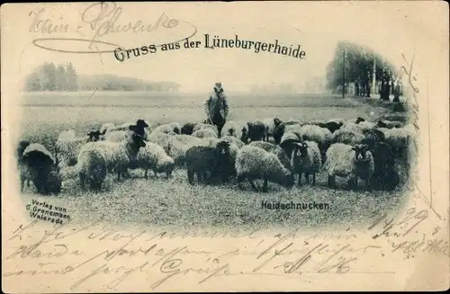 Ak Lüneburger Heide, Haidschnucken, Schafherde, Schäfer