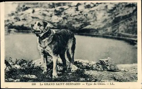 Ak Le Grand Saint Bernard, Bernhardiner