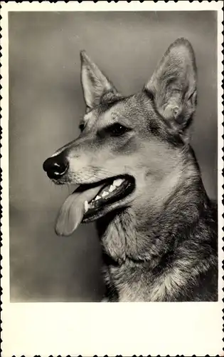 Ak Deutscher Schäferhund, Duitsche Herder, Hundeportrait