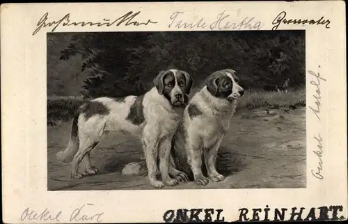 Ak Zwei Bernhardiner, Rassehunde, Hundeportrait