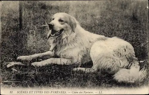 Ak Scenes et Types des Pyrenees, Chien des Pyrenees, Hund