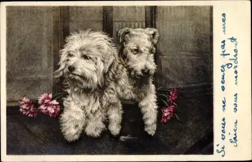 Ak Terrier, Hunde, Nelken