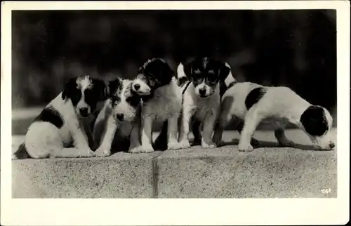 Foto Ak Hunde, Terrier, Welpen