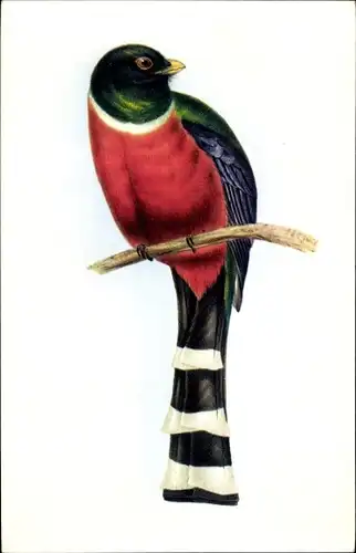 Künstler Ak Gould, Trogon Mexicanus, Bronzetrogon