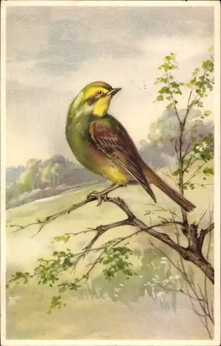 Ak Vogel auf einem Baum