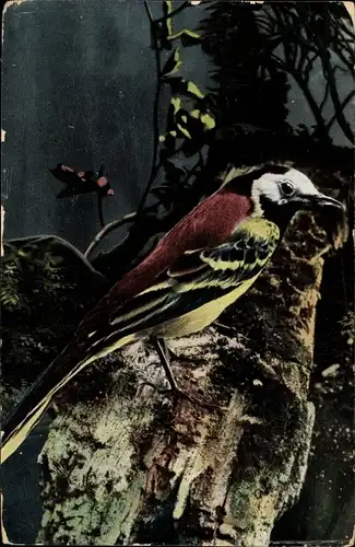 Ak Vogel auf einem Baum