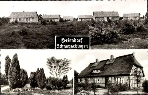 Ak Schneverdingen in der Lüneburger Heide, Feriendorf, alte Wacholder, Schäferhof