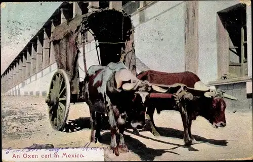 Ak Mexiko, An Oxen cart, Rinderkarren