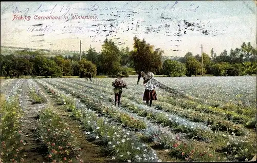Ak USA, Picking Carnations in Wintertime, Nelkenernte