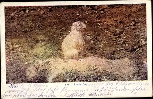 Ak Prairie Dog, Präriehund