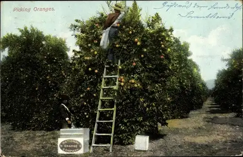 Ak USA, Picking Oranges, National Orange Company