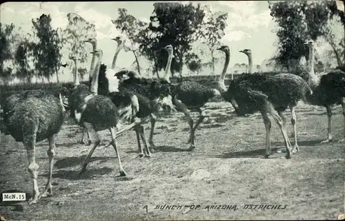 Ak Arizona USA, A Bunch of Ostriches, Strauße