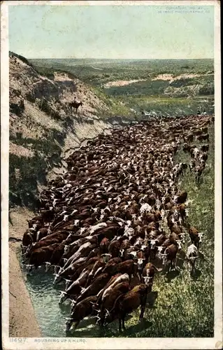 Ak USA, Rounding up a herd, Rinderherde