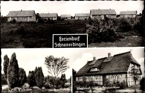 Ak Schneverdingen in der Lüneburger Heide, Feriendorf, alte Wacholder, Schäferhof