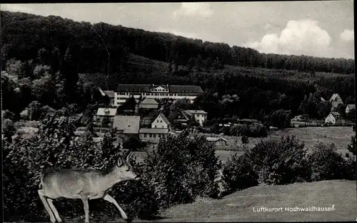 Ak Ilbeshausen Hochwaldhausen Grebenhain Hessen, Gesamtansicht, Reh