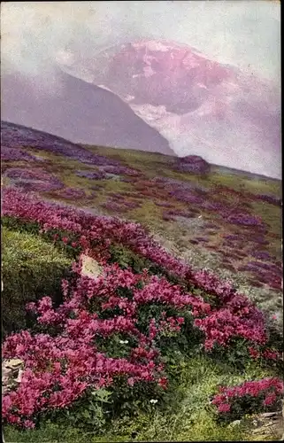 Ak Rhododendron hirsutum, Alpenflora, Nenke und Ostermaier Serie 520 Nr. 909