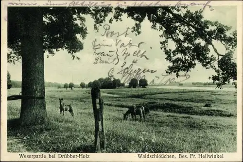 Ak Drübberholz Dörverden in Niedersachsen, Waldschlösschen