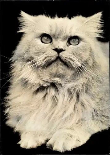Ak Hauskatze, Perser, Katzenportrait, Tierportrait