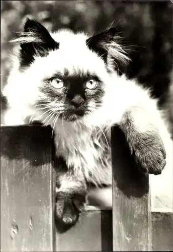 Ak Katze am Zaun, Colourpoint, Katzenportrait, Tierportrait