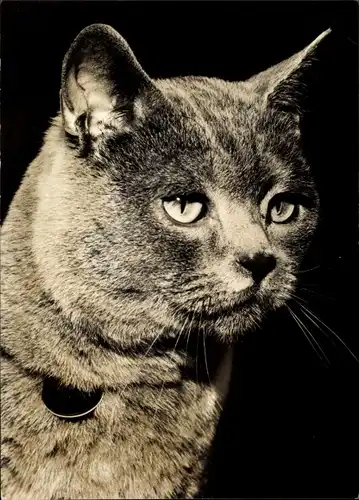 Ak Hauskatze, Karthäuser, Katzenportrait, Tierportrait
