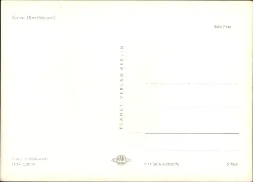 Ak Hauskatze, Karthäuser, Katzenportrait, Tierportrait