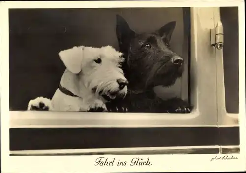 Ak Fahrt ins Glück, Schottischer Terrier uns Sealhyam Terrier