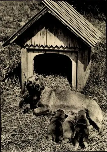 Ak Rauhaarteckel, Dackel, Welpen, Hundehütte