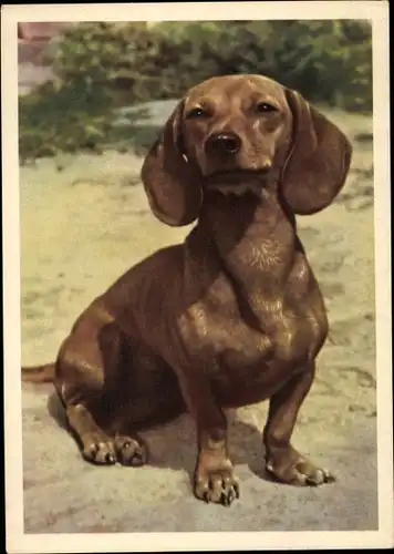 Ak Kurzhaarteckel, Dackel