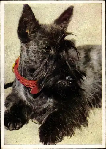 Ak Schwarzer Hund, Terrier, Hundehalsband