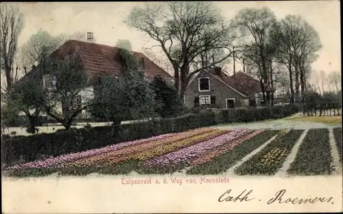 Ak Heemstede Nordholland Niederlande, Tulpenveld a. d. Weg